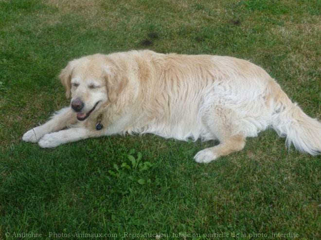 Photo de Golden retriever