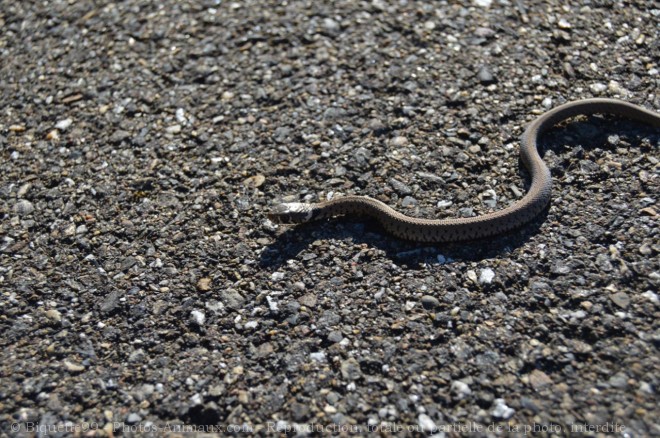 Photo de Serpent