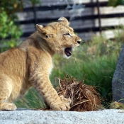 Photo de Lion