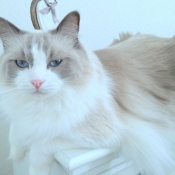 Photo de Ragdoll