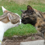 Photo de Chat domestique