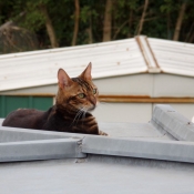 Photo de Bengal