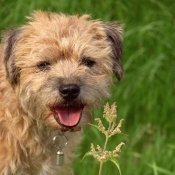 Photo de Border terrier