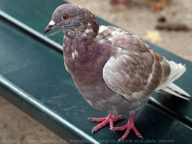 Photo de Pigeon