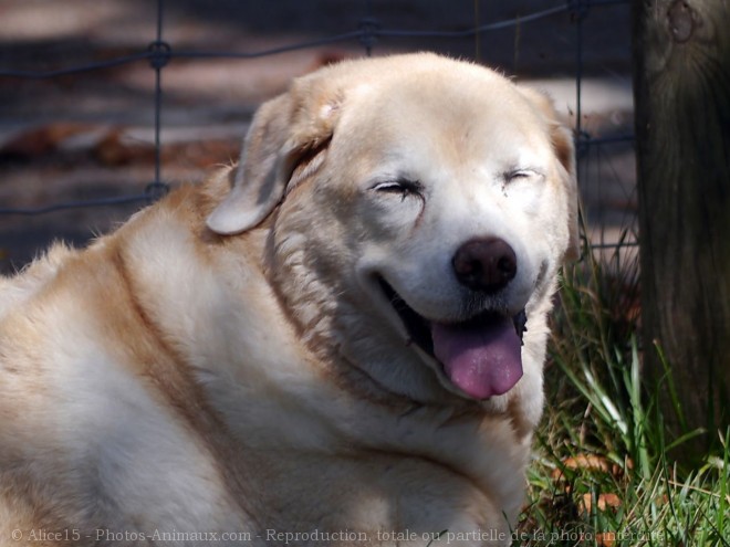 Photo de Labrador retriever