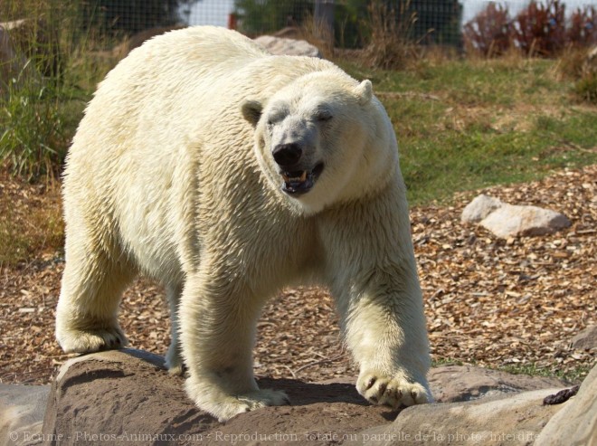 Photo d'Ours