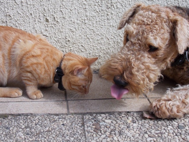 Photo de Races diffrentes