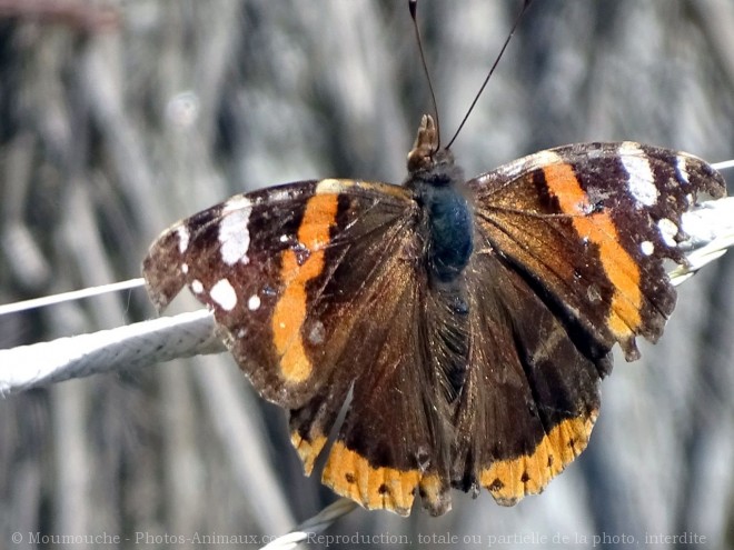 Photo de Papillon - vulcain