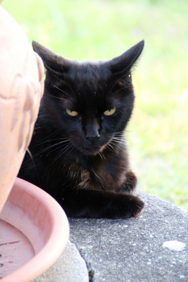 Photo de Chat domestique