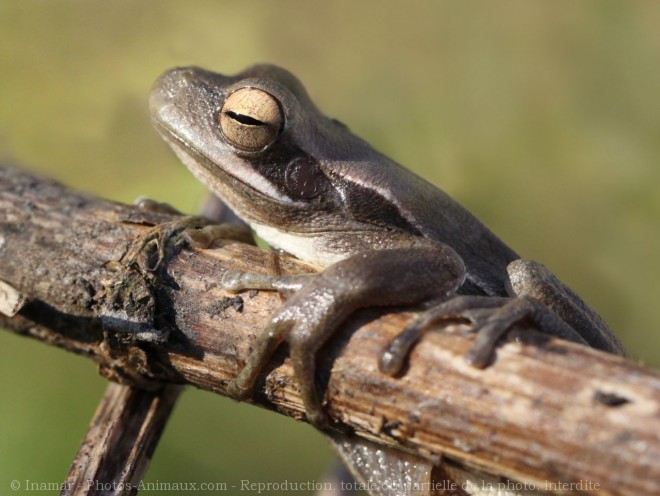 Photo de Grenouille