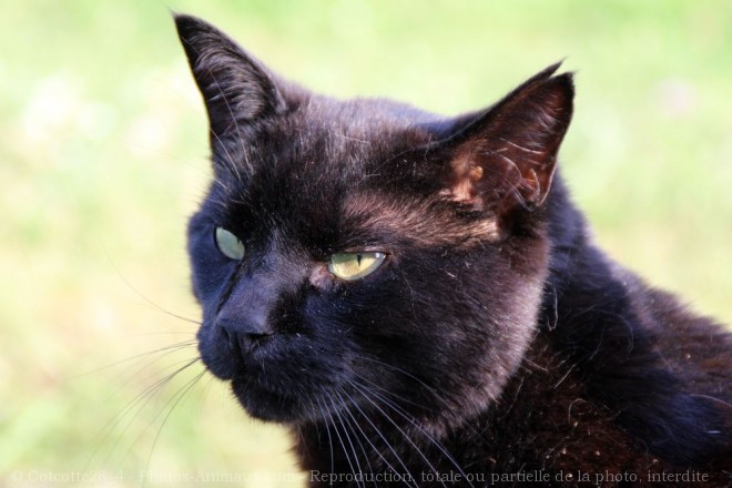 Photo de Chat domestique