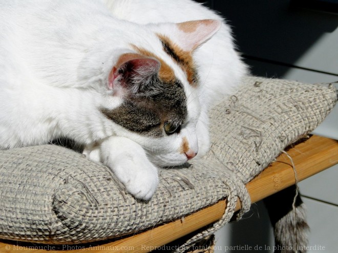 Photo de Chat domestique