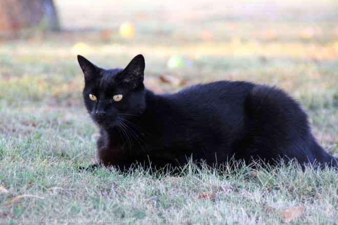 Photo de Chat domestique