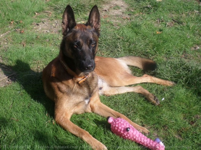 Photo de Berger belge malinois