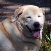 Photo de Labrador retriever