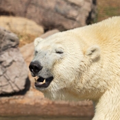 Photo d'Ours