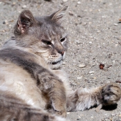 Photo de Chat domestique