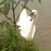 Photo de Cygne