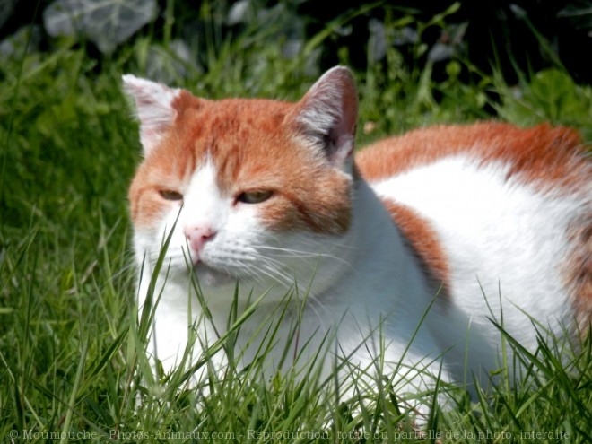 Photo de Chat domestique