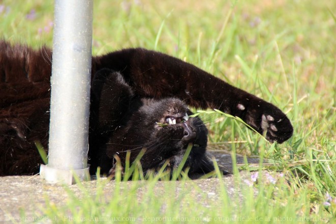 Photo de Chat domestique