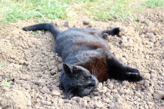 Photo de Chat domestique