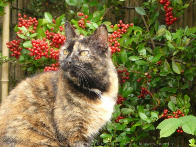 Photo de Chat domestique