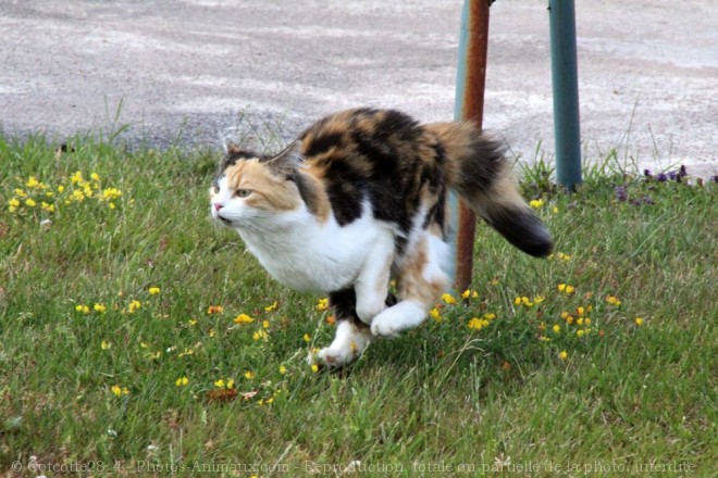 Photo de Chat domestique