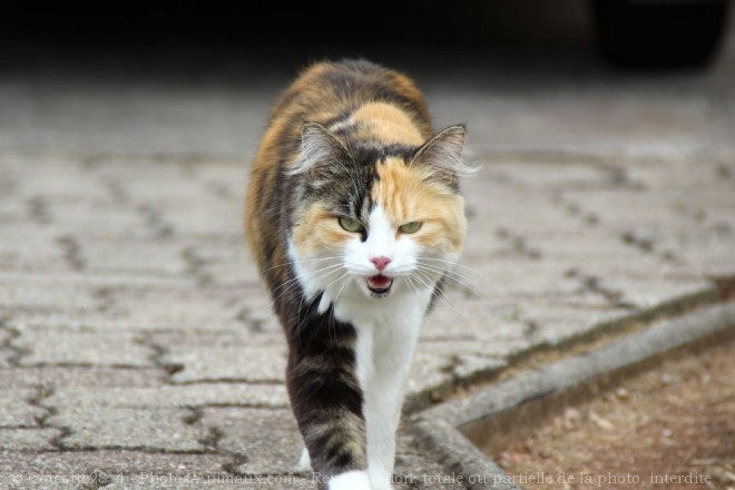 Photo de Chat domestique