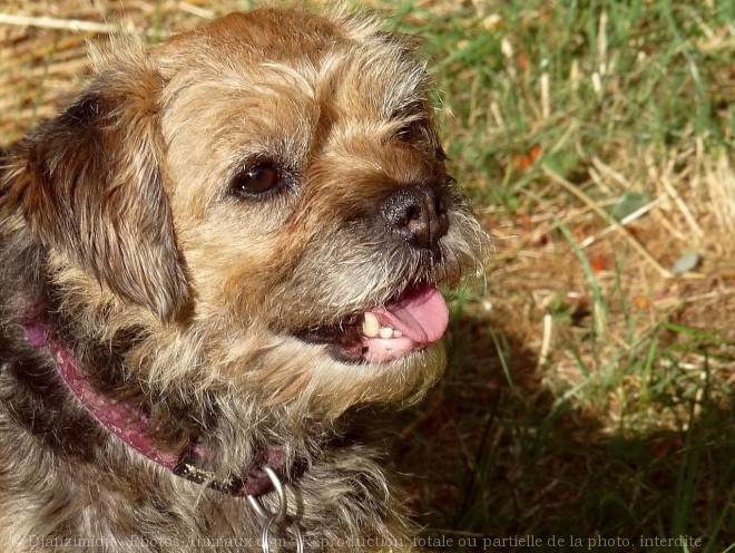 Photo de Border terrier