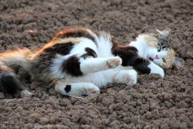 Photo de Chat domestique