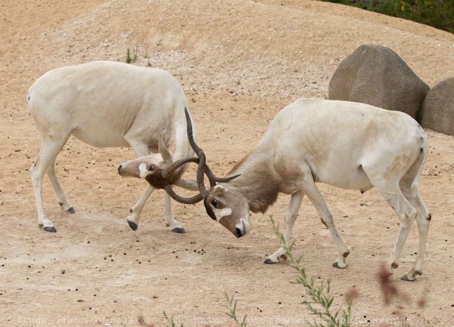 Photo d'Antilope