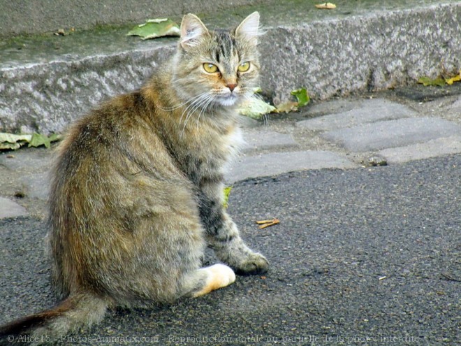 Photo de Chat domestique