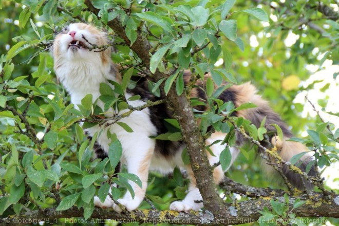 Photo de Chat domestique