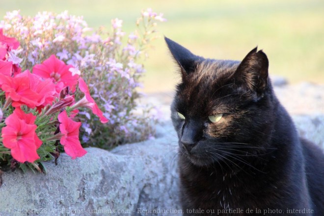 Photo de Chat domestique