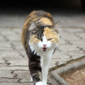 Photo de Chat domestique