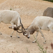 Photo d'Antilope