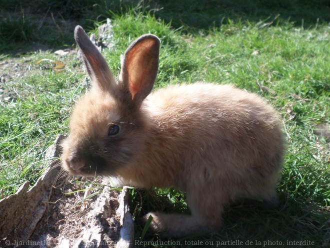 Photo de Lapin