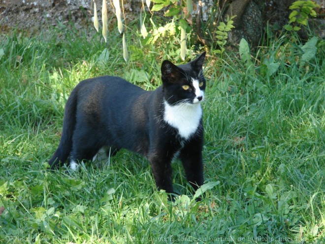 Photo de Chat domestique