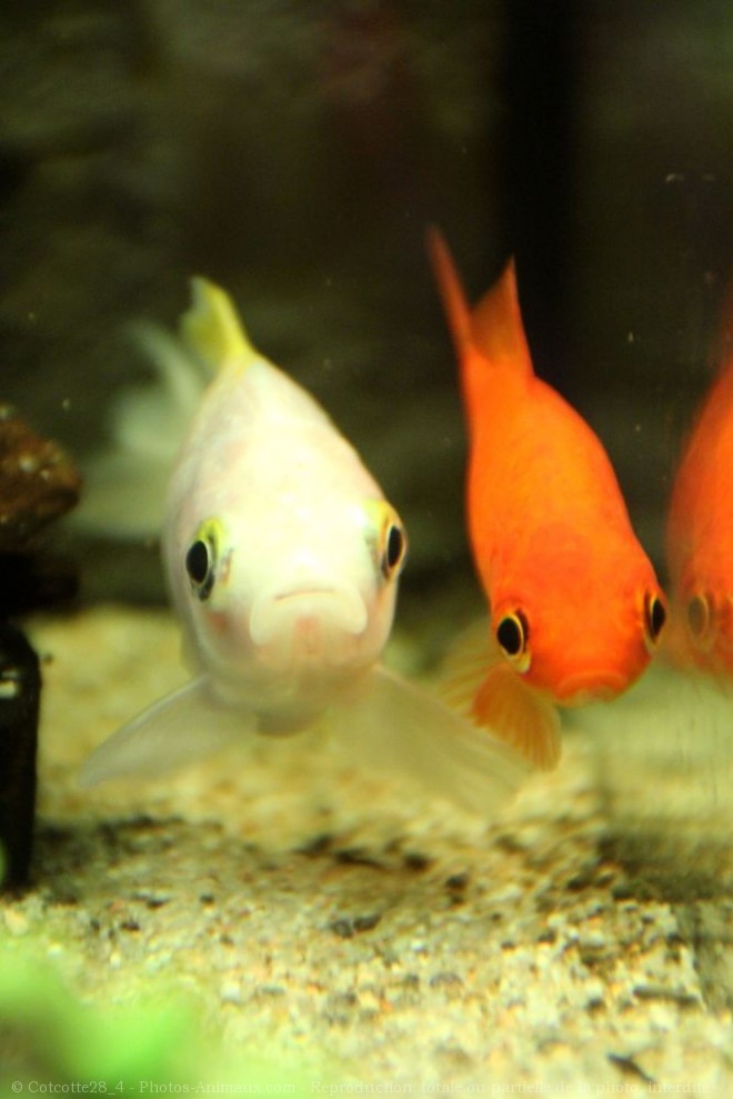 Photo de Poissons rouges