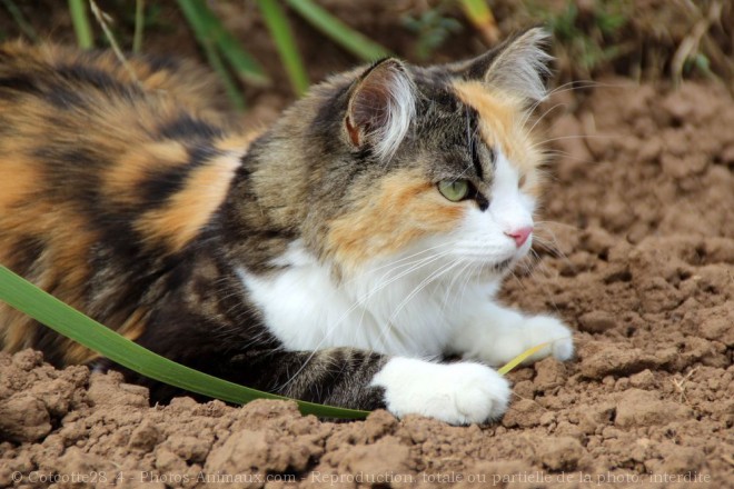 Photo de Chat domestique