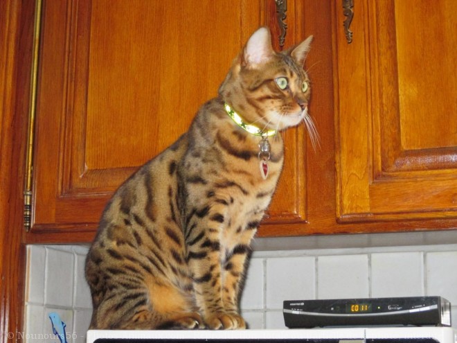 Photo de Bengal