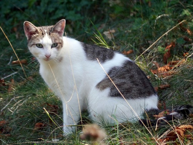 Photo de Chat domestique