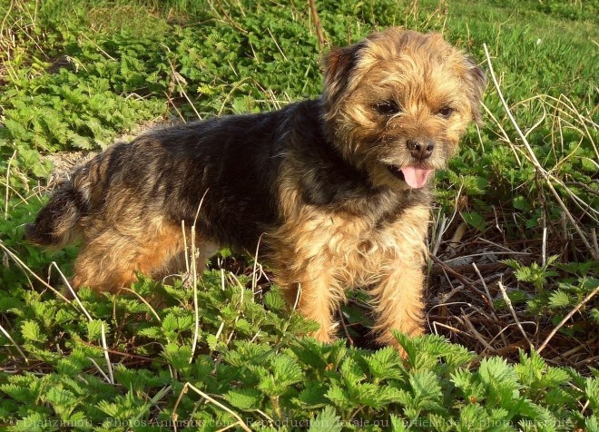 Photo de Border terrier