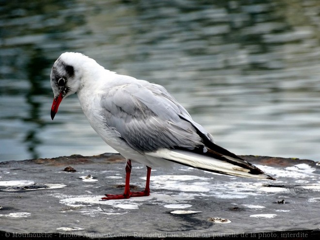 Photo de Mouette