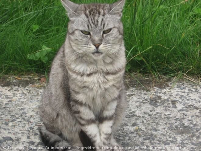 Photo de Chat domestique