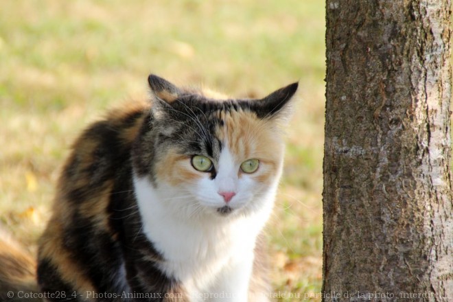 Photo de Chat domestique