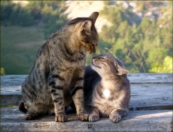 Photo de Chat domestique