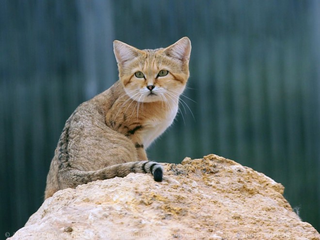 Photo de Chat des sables