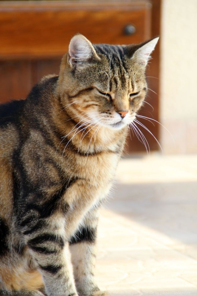 Photo de Chat domestique