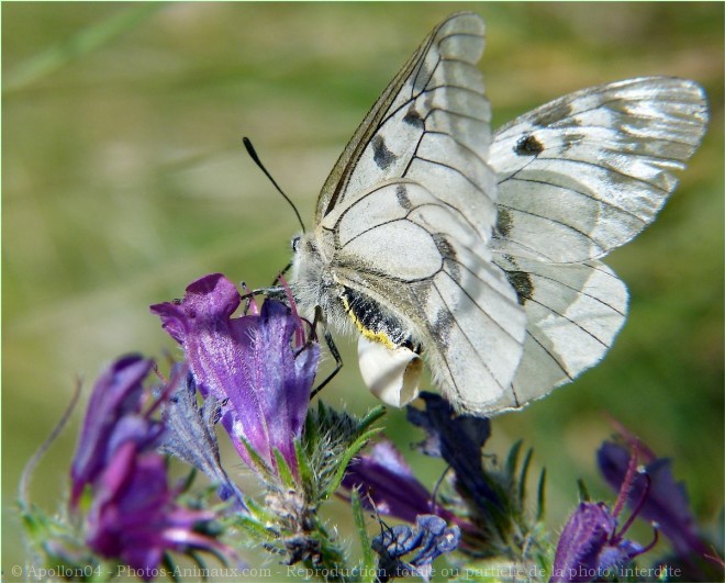 Photo de Papillon